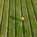 coltivazione_campi_agricoli_cavallino_treporti_azienda_agricola_valleri