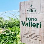 coltivazione_orto_azienda_agricola_valleri_cavallino_treporti
