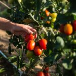 verdure_bio_coltivazione_cavallino_treporti